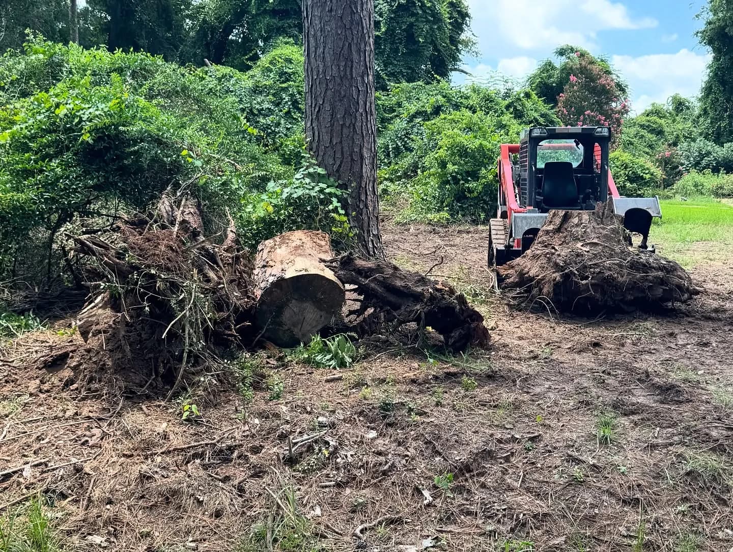 Compact track loader with a root rake clearing an overgrown wooded lot