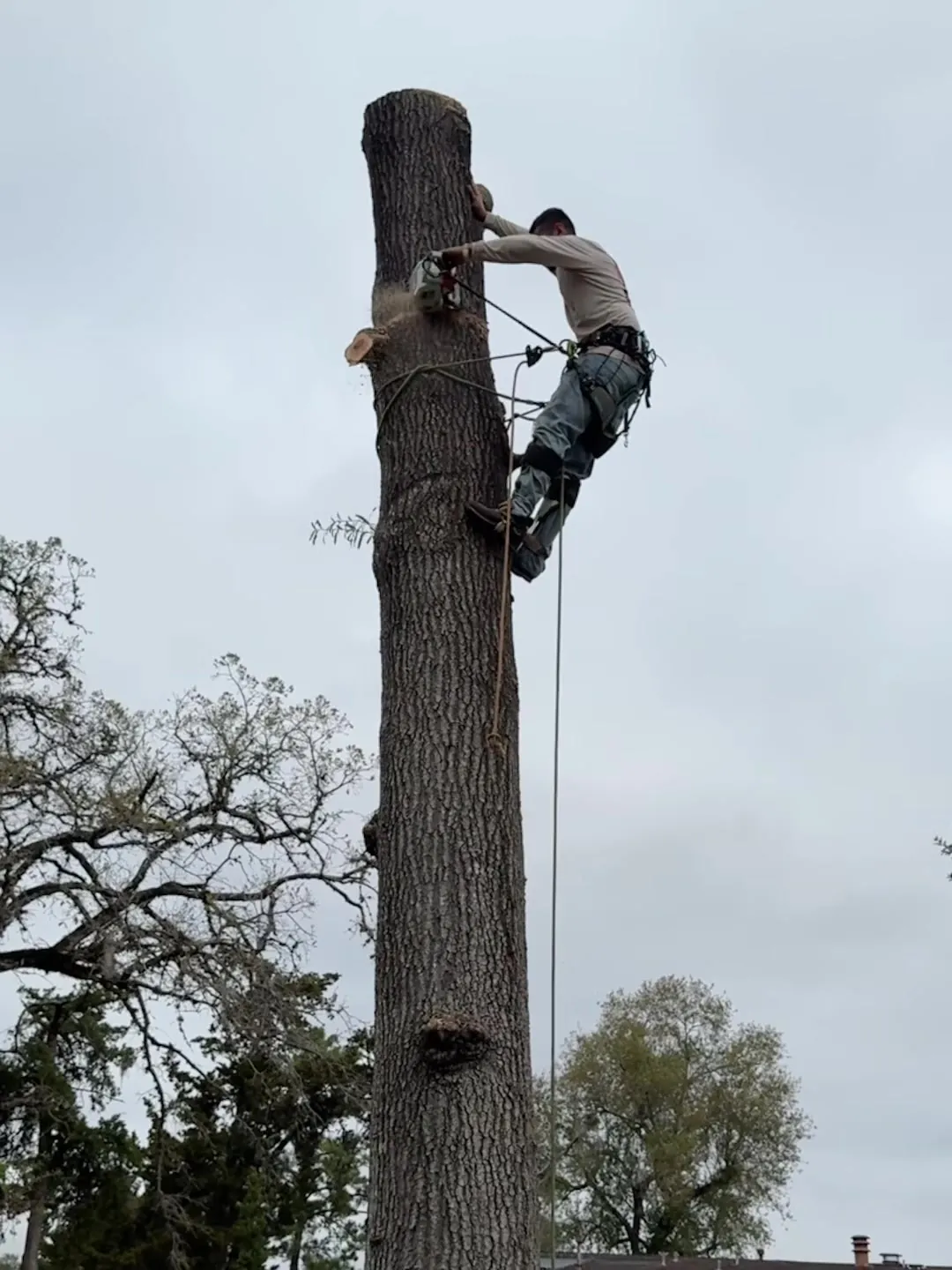 Climber sectioning down a tall tree trunk